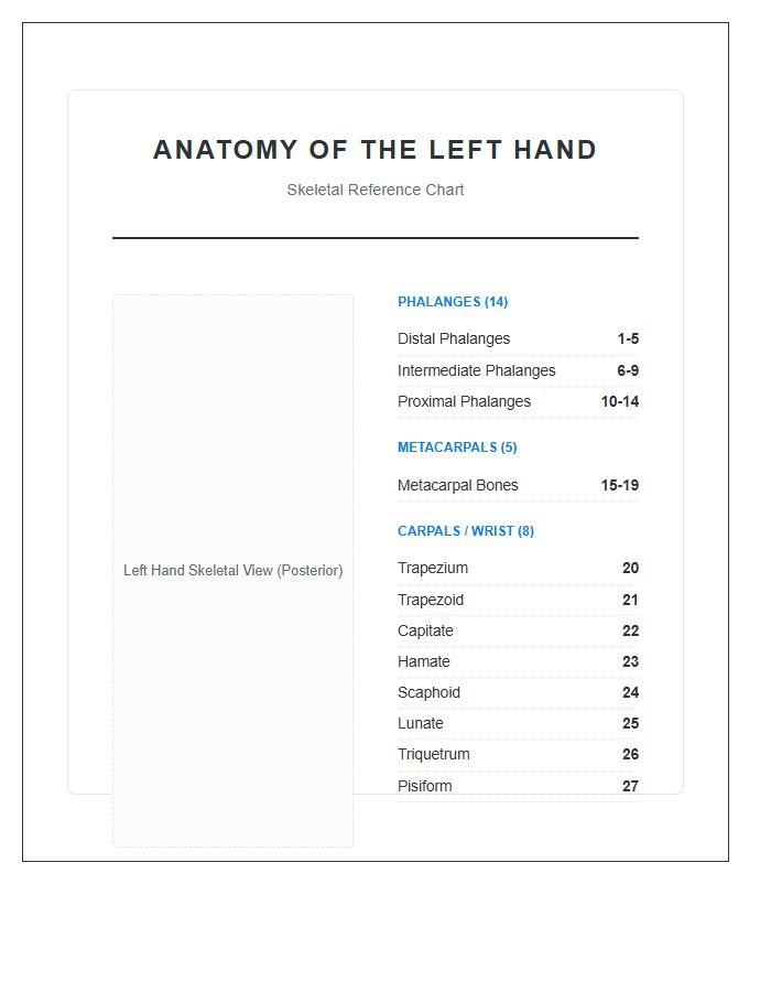 Left Hand Bone Anatomy Printable Chart