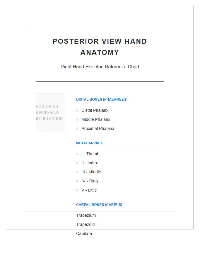 Posterior View Hand Bone Anatomy Printable Chart