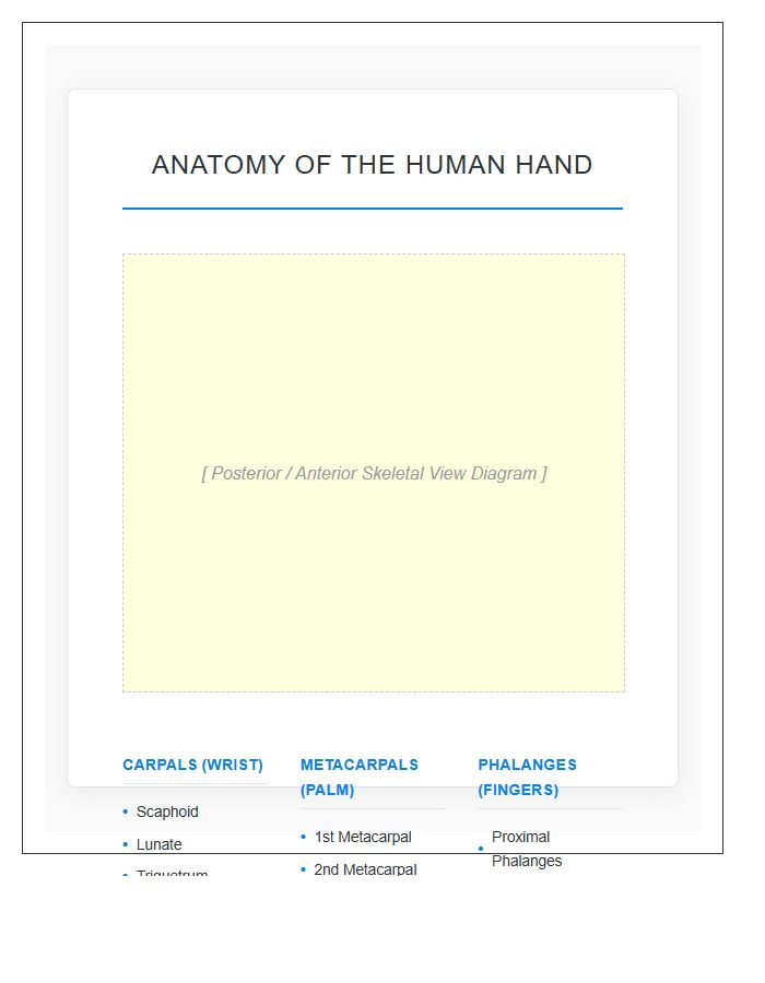 Scientific Hand Bone Anatomy Printable Chart