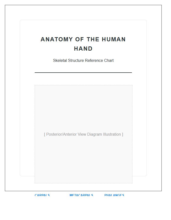 Structural Hand Bone Anatomy Printable Chart