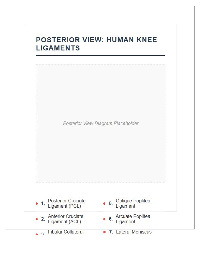 Posterior View Human Knee Ligament Printable Chart