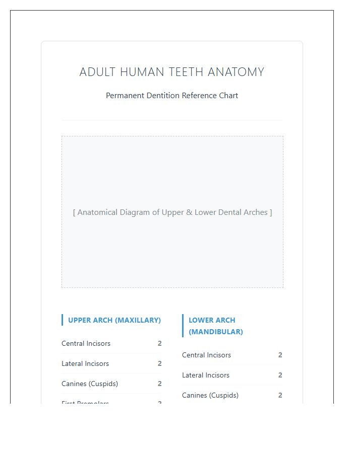 Adult Human Teeth Anatomy Printable Chart
