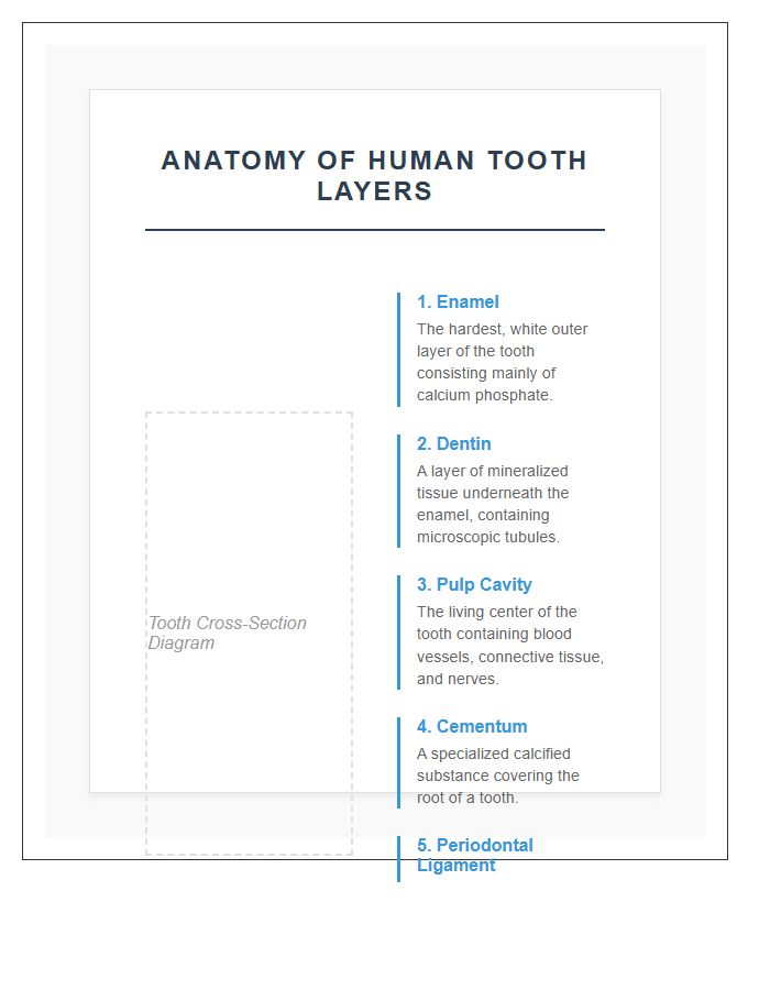Anatomical Human Teeth Layers Printable Chart