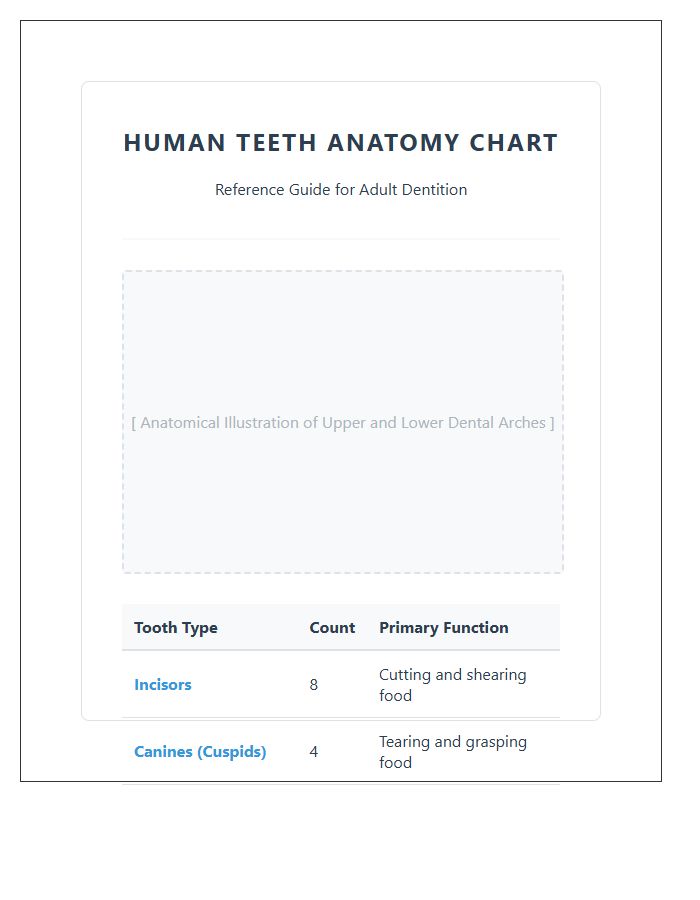Basic Human Teeth Anatomy Printable Chart