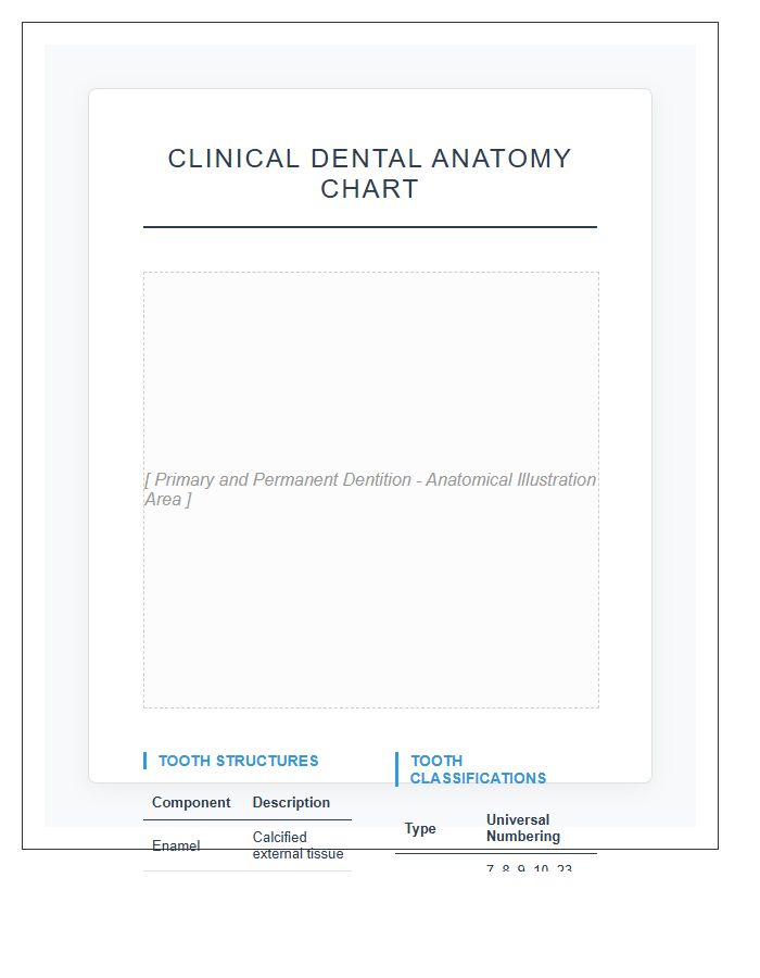 Clinical Human Teeth Anatomy Printable Chart