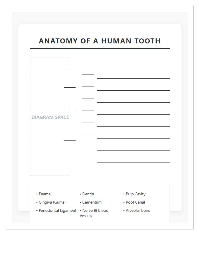 Cross Section Of Human Tooth Printable Chart