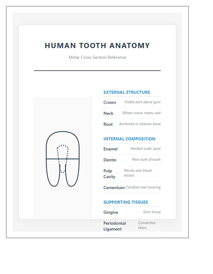 Detailed Human Tooth Anatomy Printable Chart