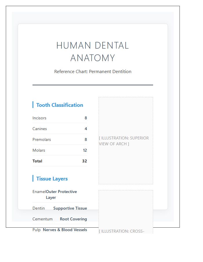 Educational Human Teeth Anatomy Printable Chart