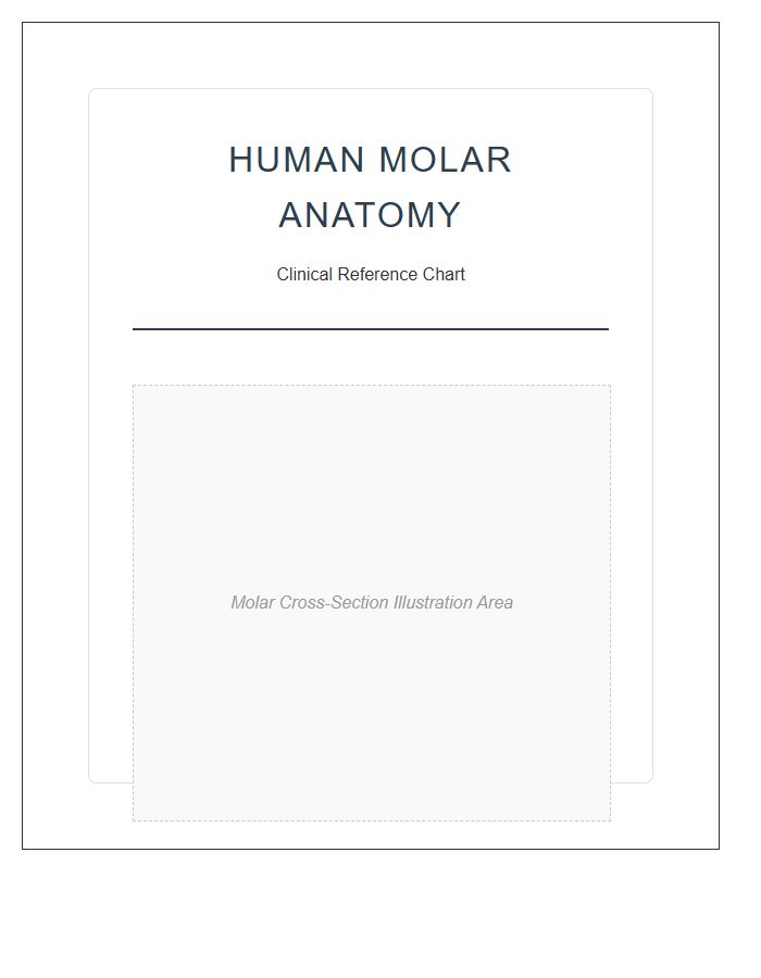 Human Molar Anatomy Structure Printable Chart