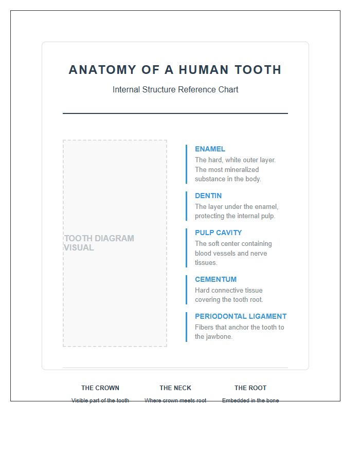 Internal Human Teeth Structure Printable Chart