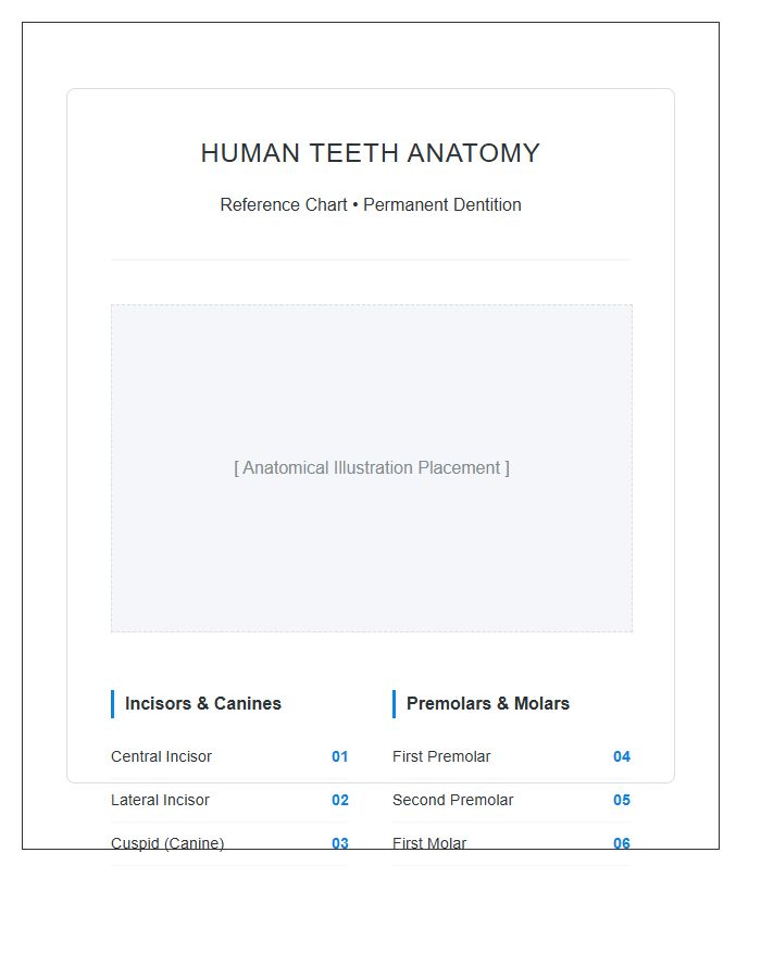 Labeled Human Teeth Anatomy Printable Chart