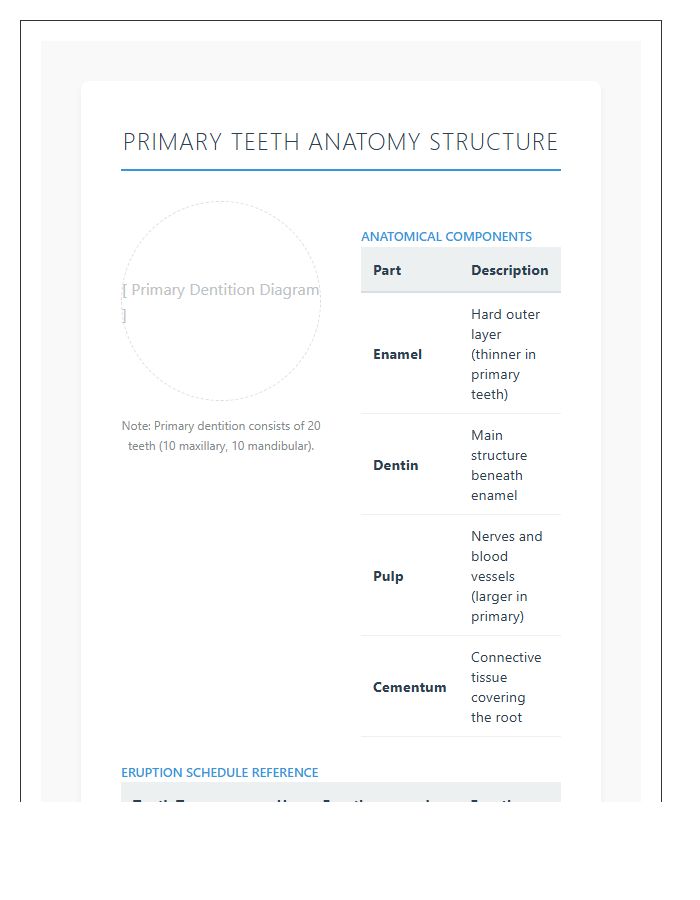 Primary Teeth Anatomy Structure Printable Chart