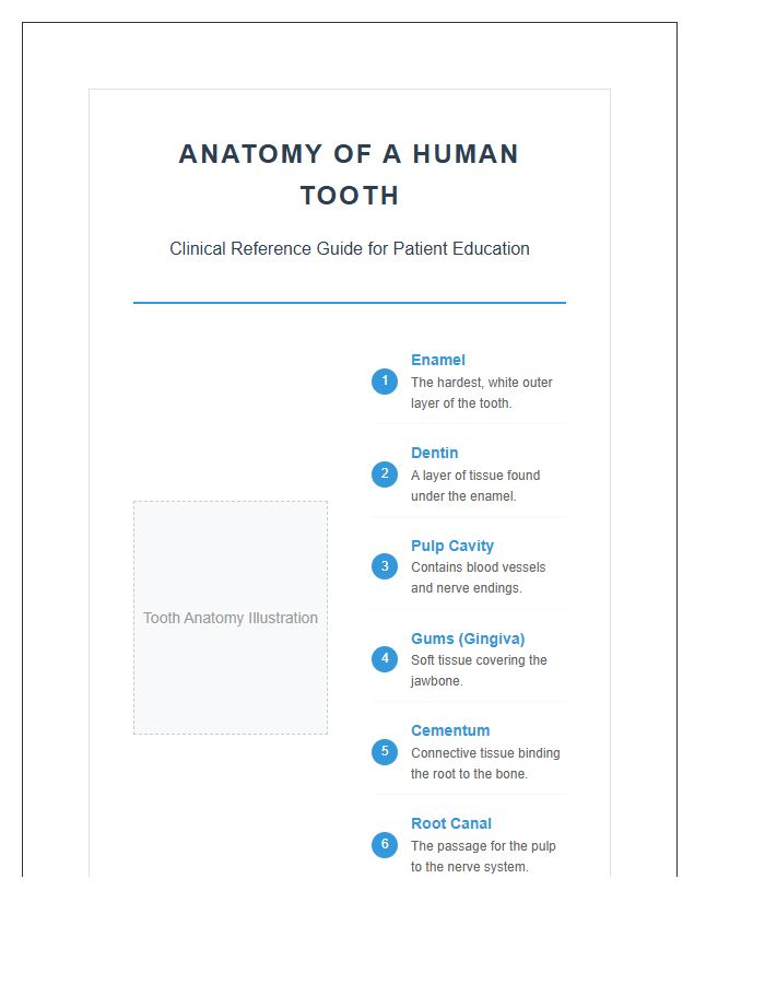 Professional Dentist Anatomy Structure Printable Chart