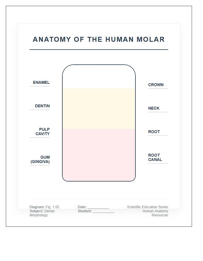 Scientific Human Tooth Anatomy Printable Chart
