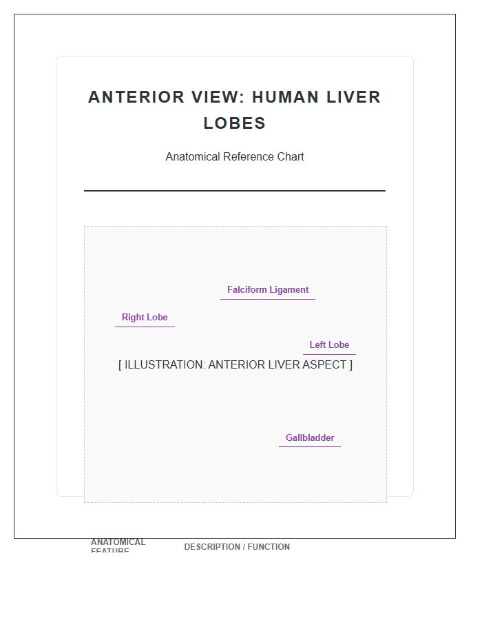Anterior View Human Liver Lobes Printable Chart