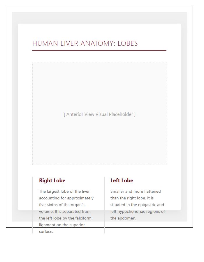 Educational Human Liver Anatomy Lobes Printable Chart