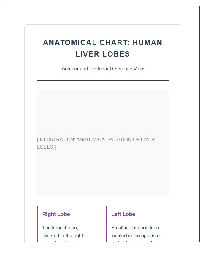 Human Liver Lobes Anatomical Position Printable Chart