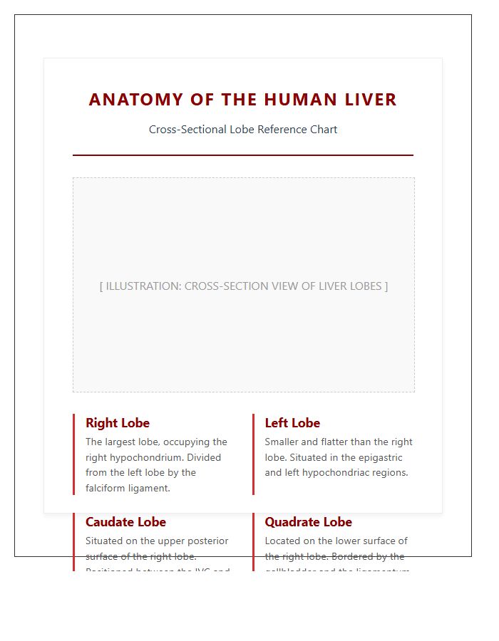 Human Liver Lobes Cross Section Printable Chart