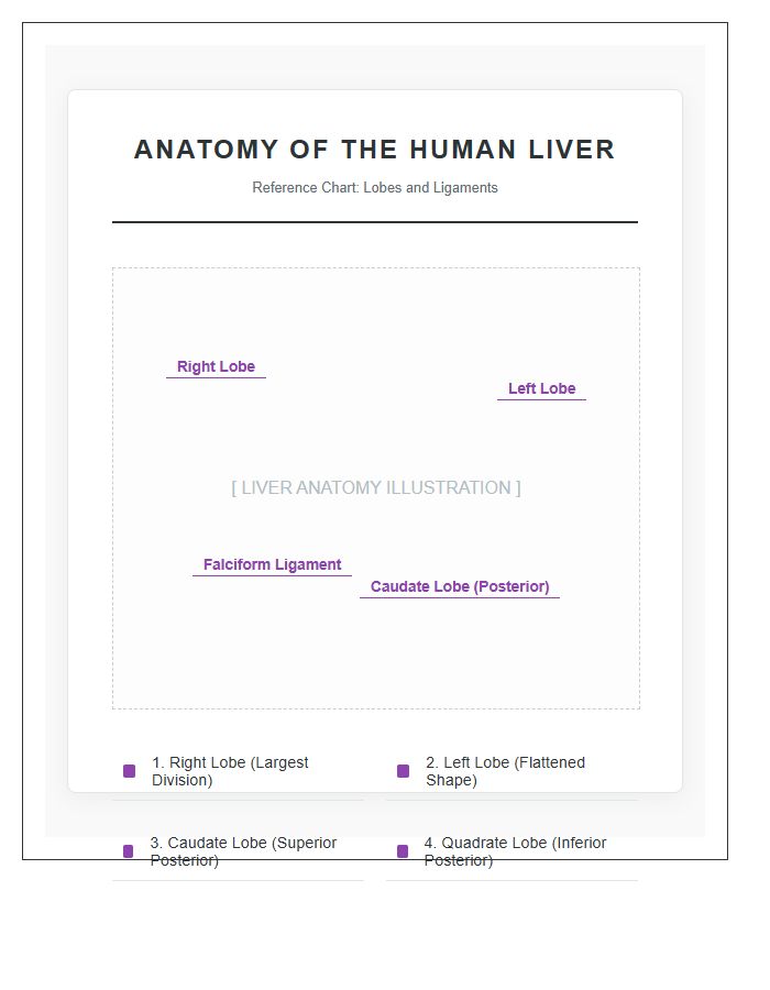 Labeled Human Liver Anatomy Lobes Printable Chart