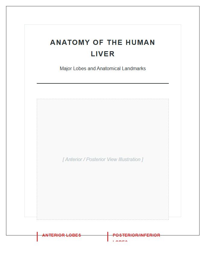 Medical Human Liver Lobes Anatomy Printable Chart