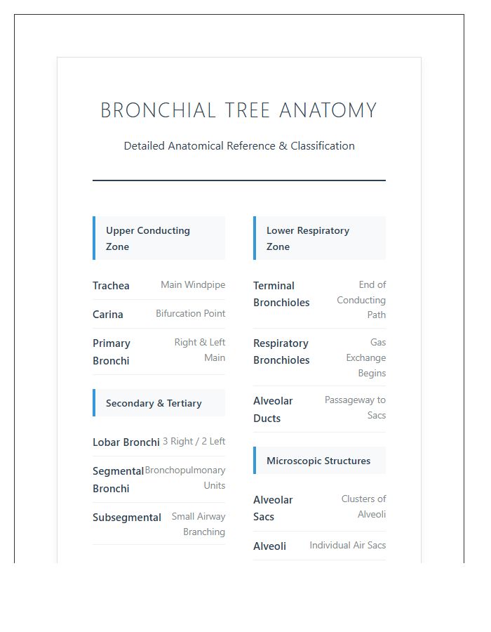 Detailed Respiratory System Bronchial Tree Printable Chart