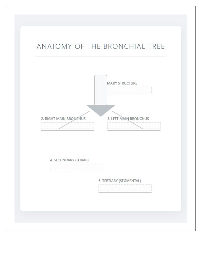 Educational Bronchial Tree Diagram Printable Chart
