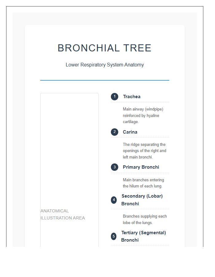 Human Respiration Bronchial Tree Printable Chart