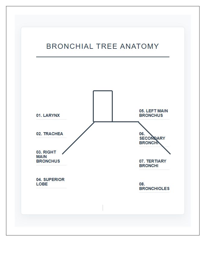 Medical Illustration Bronchial Tree Anatomy Printable Chart