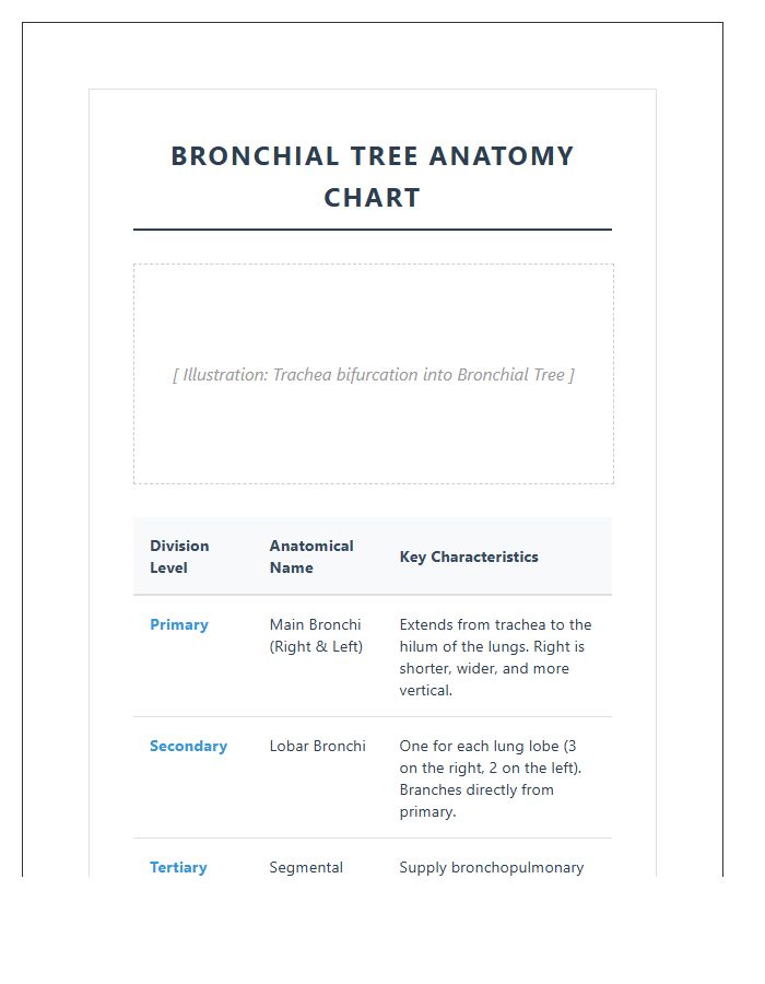 Primary Secondary Tertiary Bronchi Printable Chart