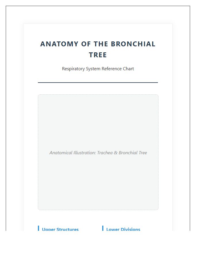 Professional Human Lung Bronchial Tree Printable Chart