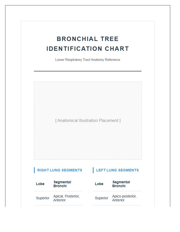 Scientific Bronchial Tree Identification Printable Chart