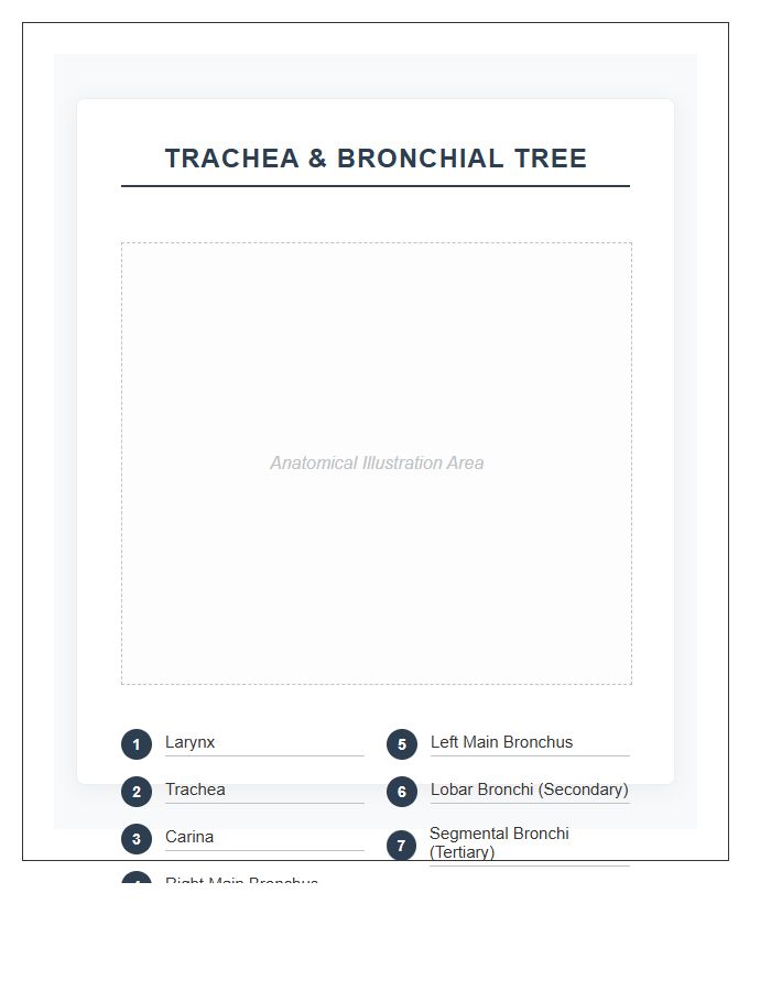 Trachea And Bronchial Tree Printable Chart