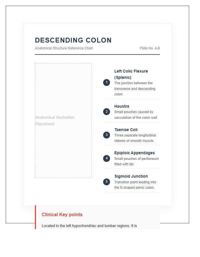 Descending Colon Anatomy Structure Printable Chart