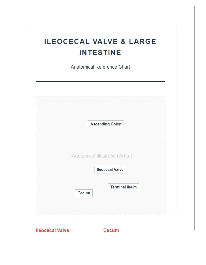 Ileocecal Valve Large Intestine Anatomy Printable Chart