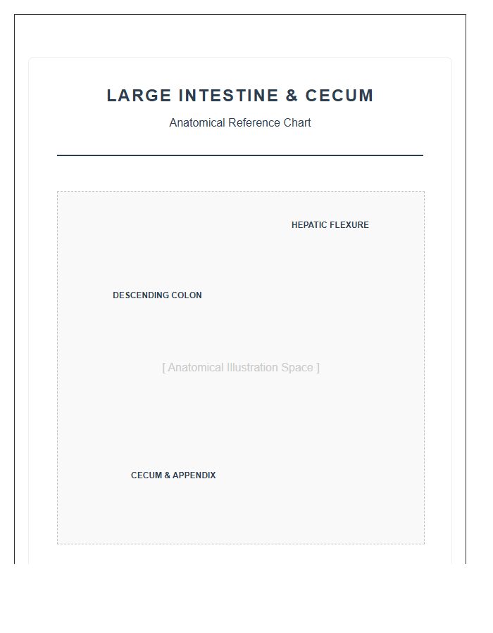 Large Intestine And Cecum Anatomy Printable Chart