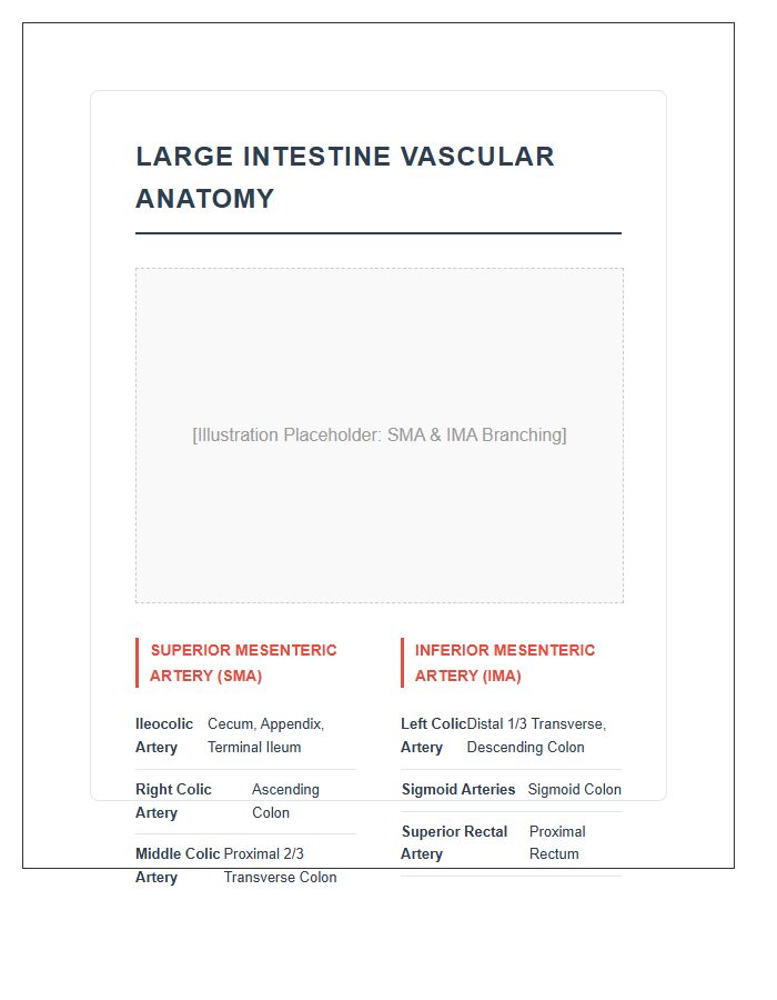 Large Intestine Blood Supply Anatomy Printable Chart