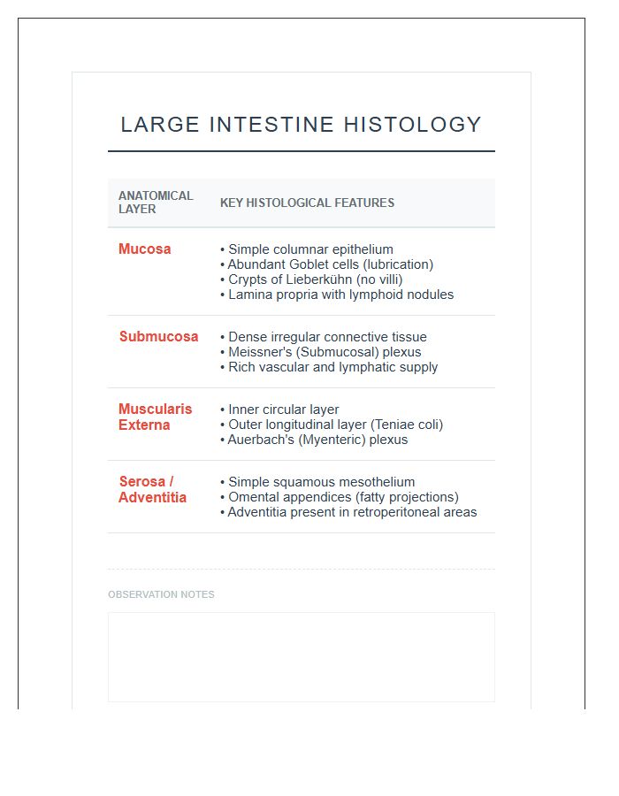 Large Intestine Histology Structure Printable Chart
