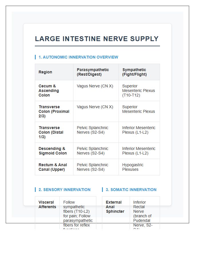 Large Intestine Nerve Supply Anatomy Printable Chart