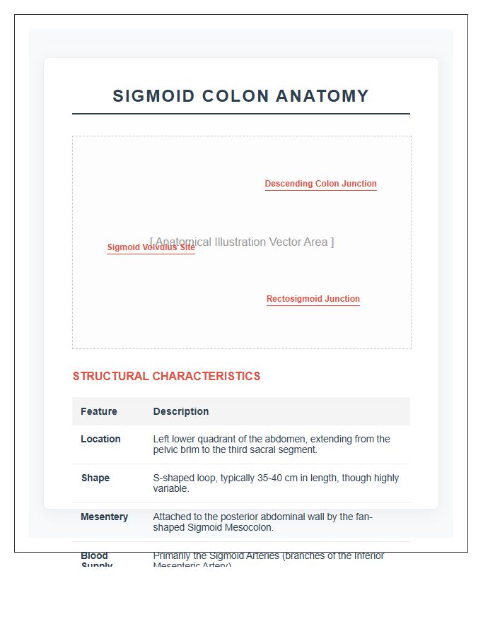 Sigmoid Colon Anatomy Structure Printable Chart
