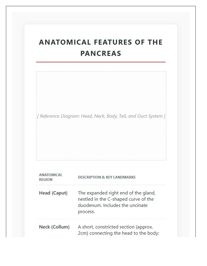 Anatomical Features Of The Pancreas Printable Chart