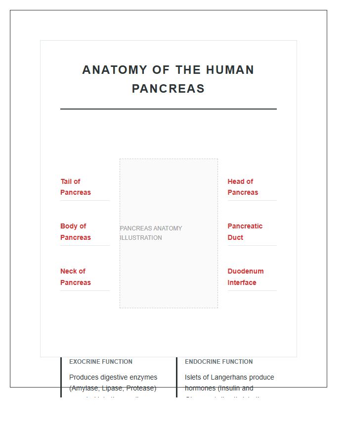 Anatomy Of Human Pancreas Gland Printable Chart