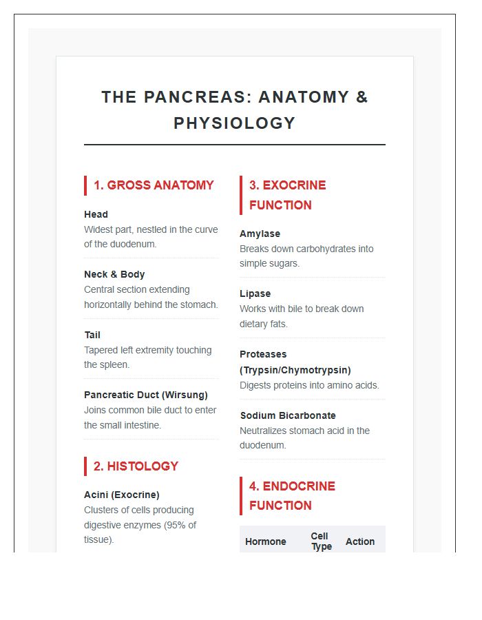 Detailed Pancreas Structure And Function Printable Chart
