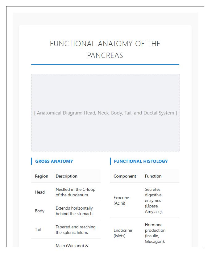 Functional Anatomy Of The Pancreas Printable Chart