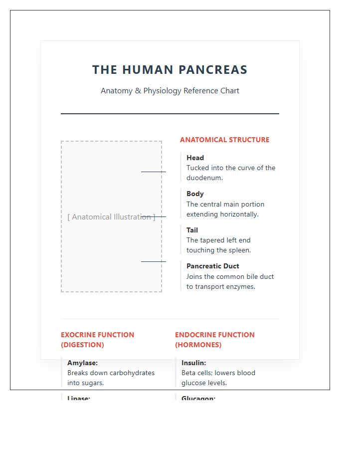 Human Pancreas Anatomy And Physiology Printable Chart