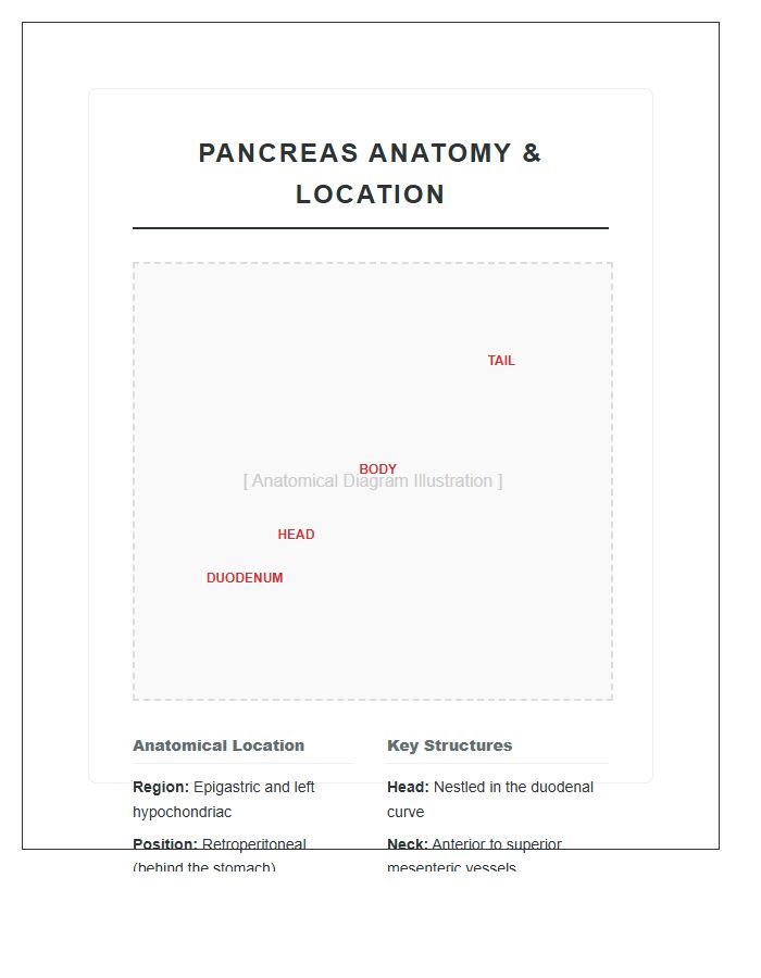 Human Pancreas Location And Diagram Printable Chart