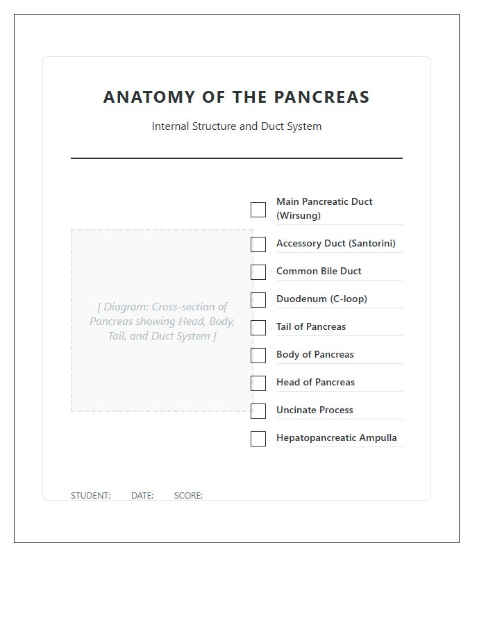 Internal Pancreas Anatomy For Students Printable Chart