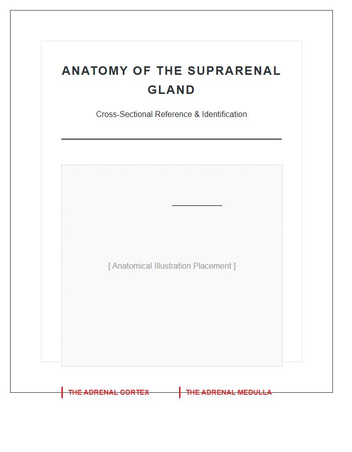 Anatomy Of The Suprarenal Gland Printable Chart