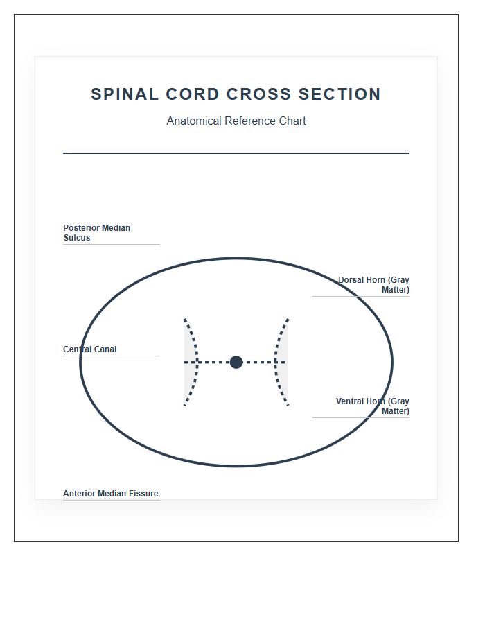 Anatomical Human Spinal Cord Cross Section Printable Chart