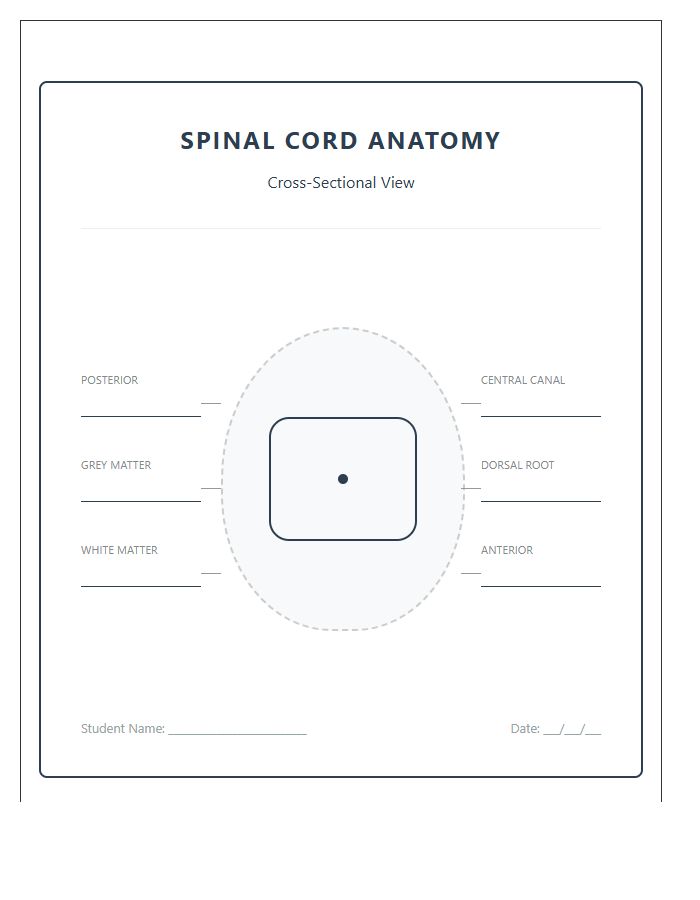 Classroom Human Spinal Cord Cross Section Printable Chart