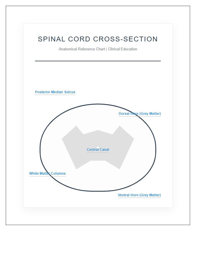 Clinical Human Spinal Cord Cross Section Printable Chart